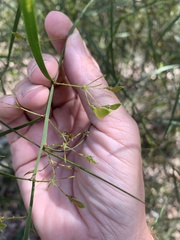 Daviesia wyattiana