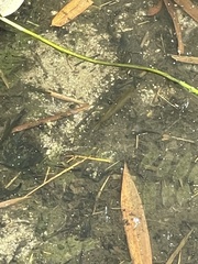 Trichopodus trichopterus