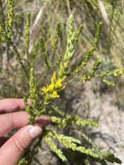 Aspalathus ericifolia