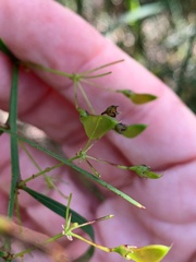 Daviesia wyattiana