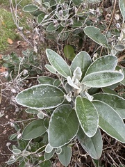 Brachyglottis × jubar