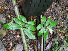 Millettia pachycarpa