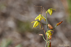 Albuca shawii