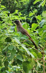 Pterorhinus perspicillatus