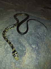 Spilotes pullatus