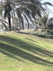 Gazella arabica