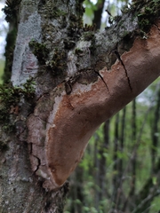 Fomitiporia punctata