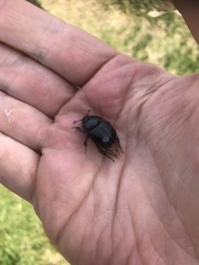 Typhaeus typhoeus