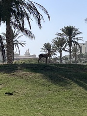 Gazella arabica
