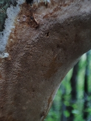 Fomitiporia punctata