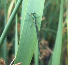 Lestes virens vestalis
