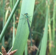 Lestes virens vestalis