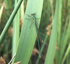 Lestes virens vestalis