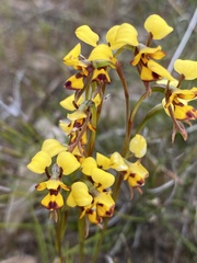 Diuris decrementa