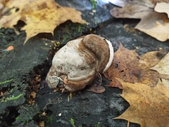 Fomes fomentarius