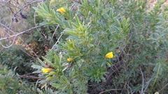 Chamaecytisus austriacus