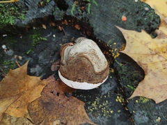 Fomes fomentarius