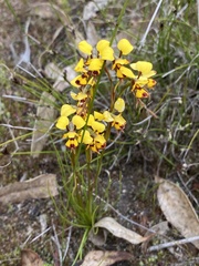 Diuris decrementa