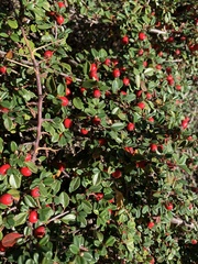 Cotoneaster horizontalis
