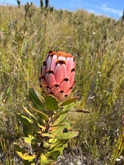 Protea speciosa