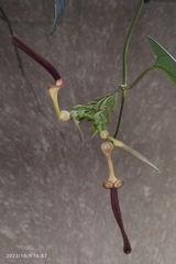 Aristolochia acuminata