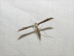 Hellinsia inquinatus