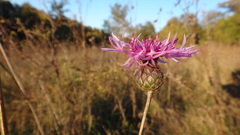 Centaurea scabiosa apiculata
