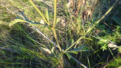 Centaurea scabiosa apiculata