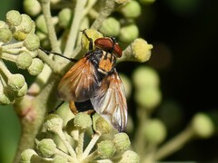 Phasia aurigera