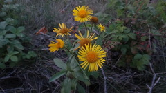 Pentanema britannica