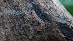 Polydesmus complanatus