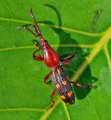 Baryrhynchus
