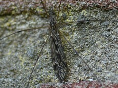 Tipula confusa