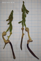 Aristolochia acuminata