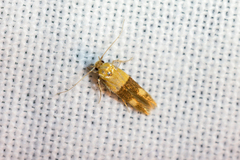 Stathmopoda auriferella