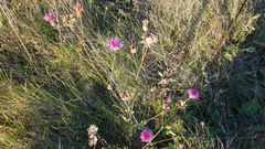 Centaurea scabiosa apiculata