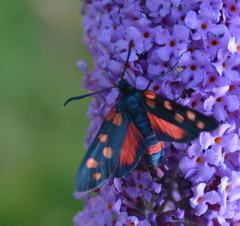 Zygaena ephialtes