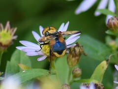 Phasia aurigera