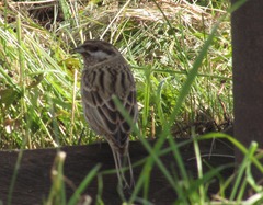 Emberiza leucocephalos