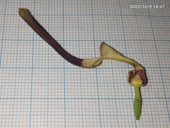 Aristolochia acuminata