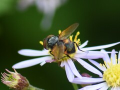 Phasia aurigera