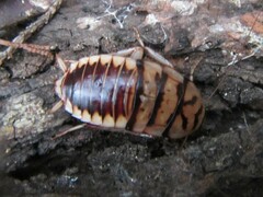 Melanozosteria triangulata
