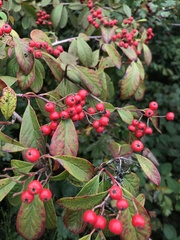 Cotoneaster coriaceus