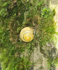 Cepaea hortensis