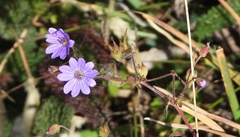 Geranium pyrenaicum