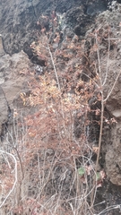 Hypericum canariense