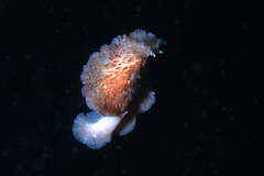 Thysanozoon brocchii