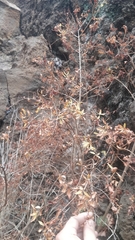 Hypericum canariense