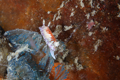Chromodoris alternata