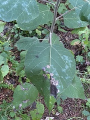 Phyllocnistis populiella